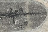 Discosauriscus (Early Permian Reptiliomorph) - Czech Republic #106345-3